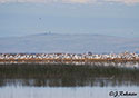 Pelecanus erythrorhynchos